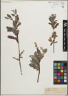 Foto von Salix glauca L.